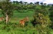 Giraffes in Tarangire National Park