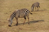 Аруша - это отправная точка для многих сафари по национальным паркам и заповедникам северной Танзании.